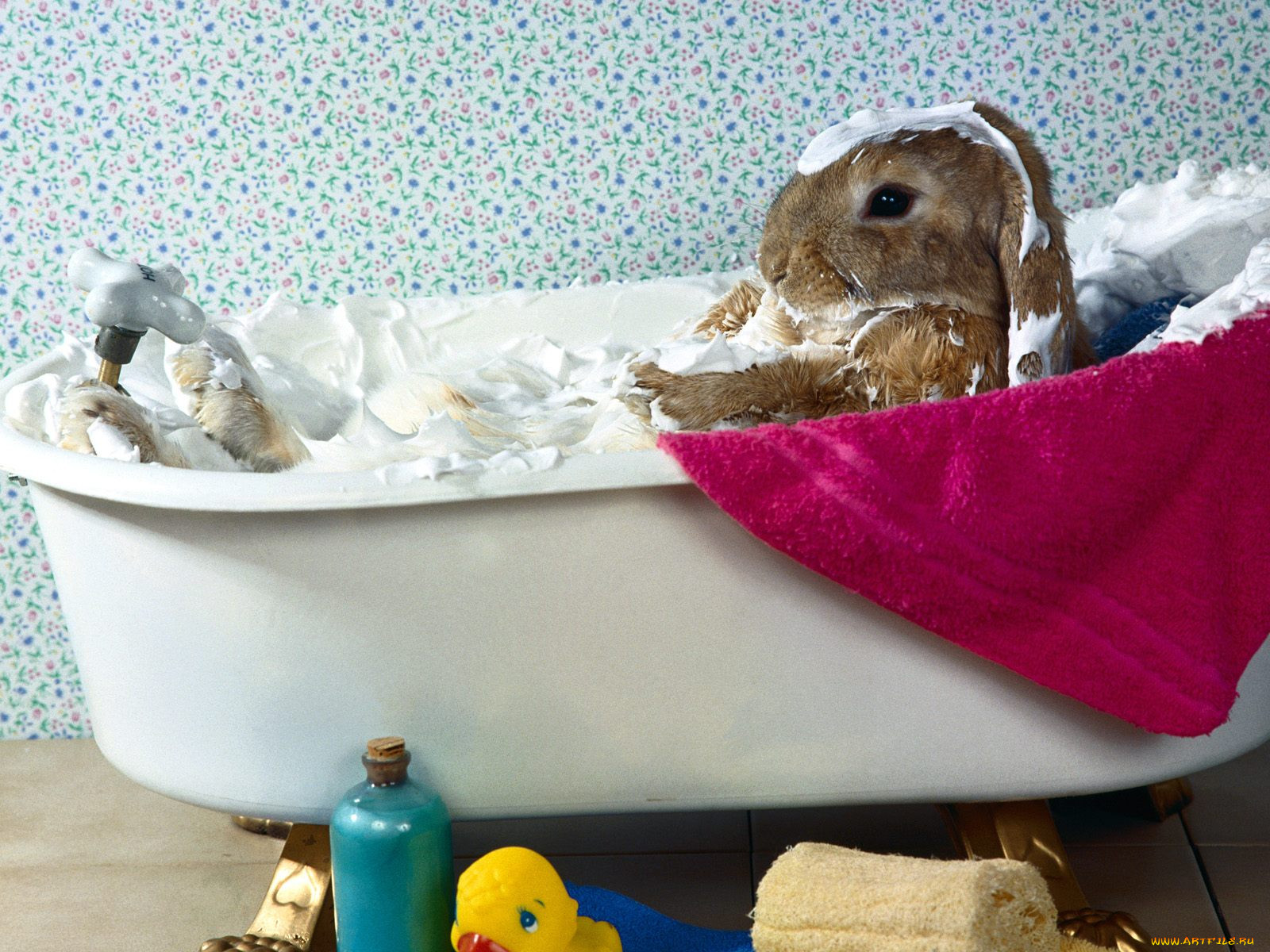 bunny, bubble, bath, , , 